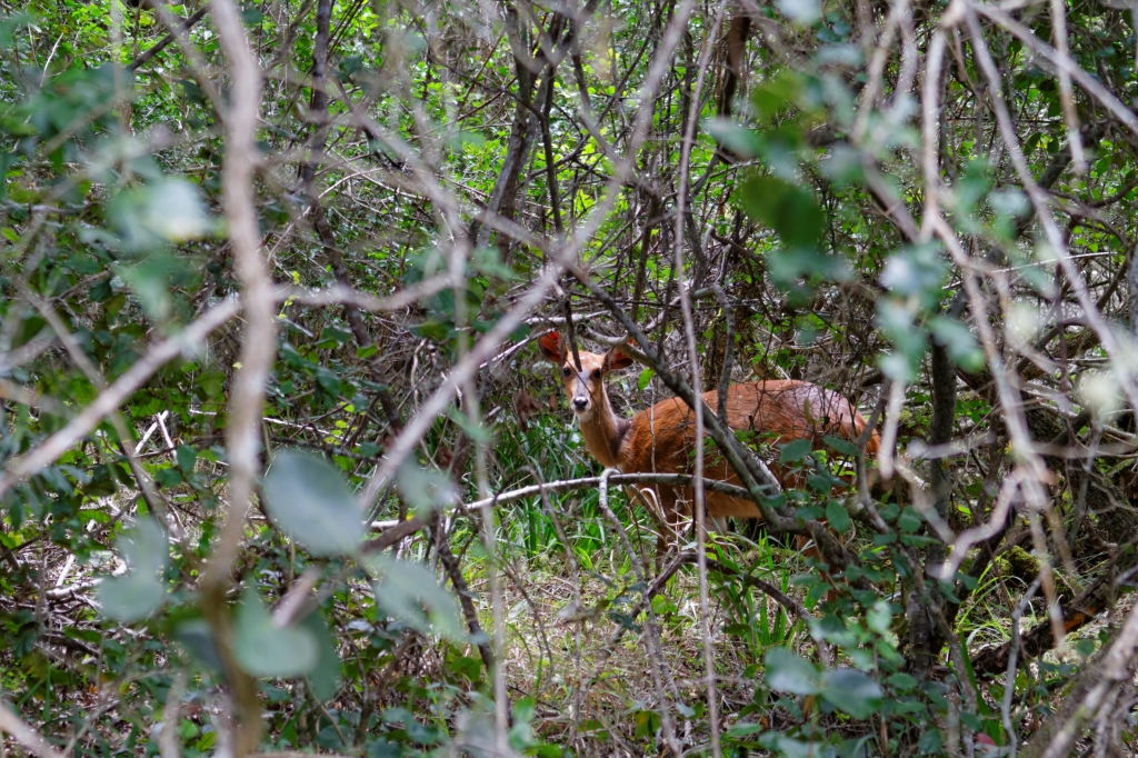 05 - Garden Route NP (5).jpg